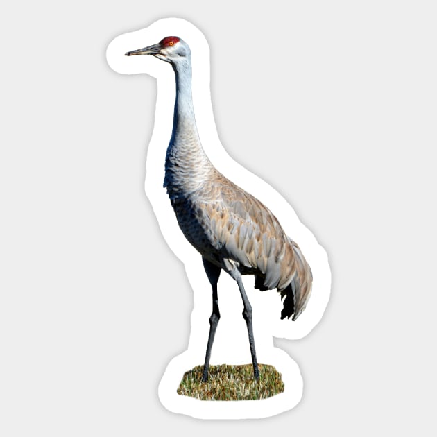 Sandhill Crane Photo Sticker by DeniseBruchmanPhotography